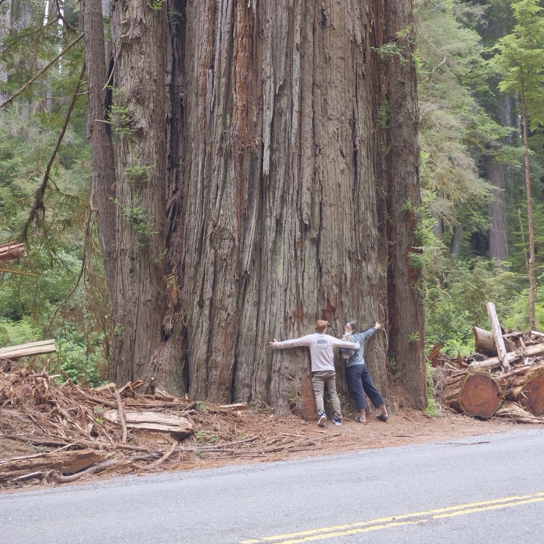 Sid, Cairo, and Devon hugging a giant redwood tree.